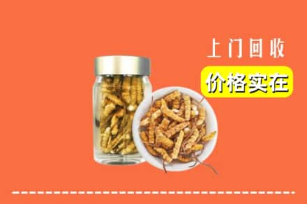本溪桓仁县回收散虫草