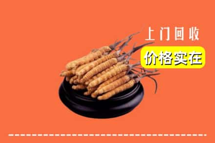 本溪桓仁县回收冬虫夏草